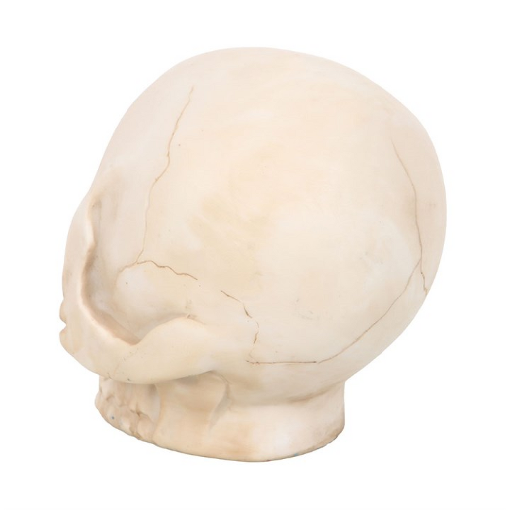Skull Ornament with Snake